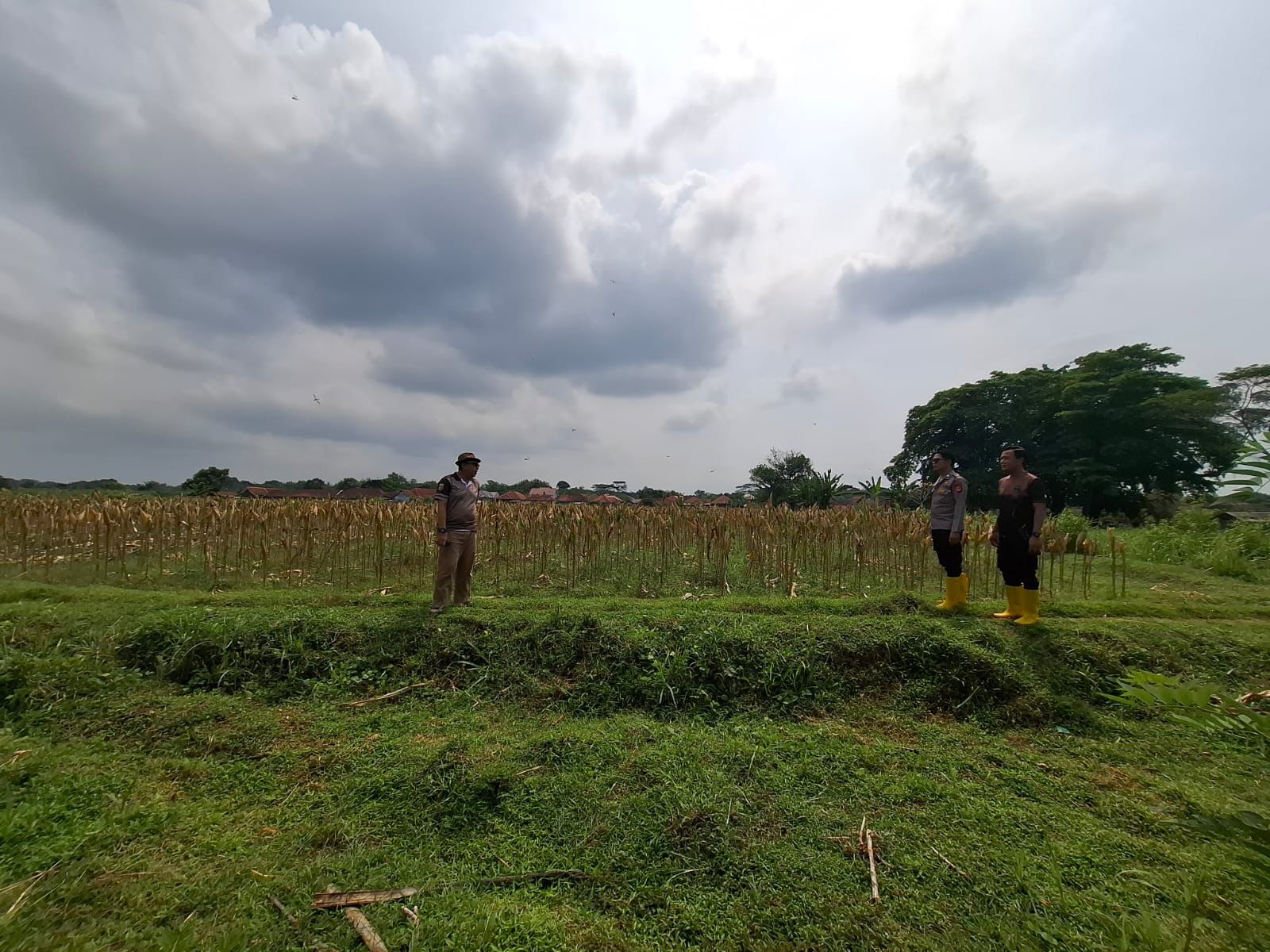 Dukung Swasembada dan Ketahanan Pangan Nasional, Satres Narkoba Polres Kuningan Polda Jabar Optimalkan Pemanfaatan Lahan Produktif